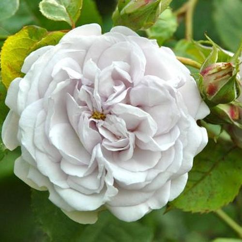 Rosen Online Shop - nostalgische rosen - violett - Rosa Griselis™ - diskret duftend - Dominique Massad - Beim halbschattigen Standort behält sie schön ihre Blütenfarbe während der Blütezeit.